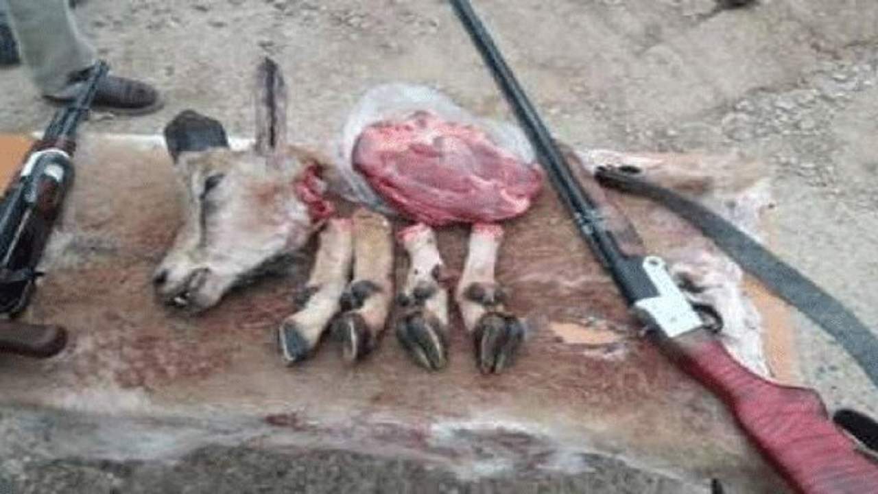 جریمه 750 میلیون تومانی برای شکار بز وحشی