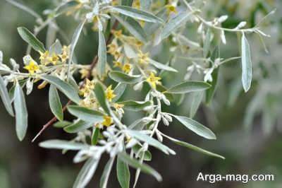 فواید برگ سنجد برای مو 