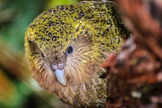 کاکاپو (kākāpō) سنگین ترین طوطی جهان است که بیشترین میزان عمر را در میان پرندگان داشته و در سال 2008 عنوان پرنده سال نیوزیلند را بدست آورد.