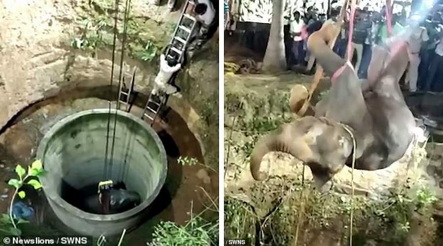 عملیات 14 ساعته برای نجات یک فیل از چاه در هند + ویدئو