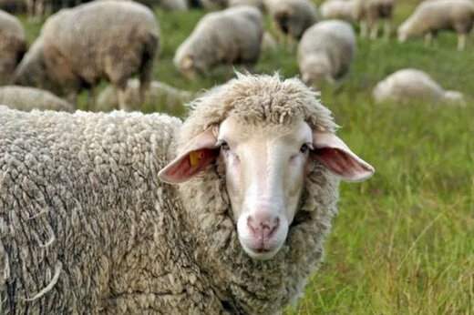 ببینید ؛ داستانی عجیب از گوسفندهایی که مسافر فرنگ می‌شوند!