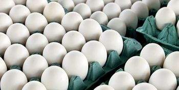 وعده وزیر جهاد کشاورزی برای کاهش قیمت تخم مرغ در بازار