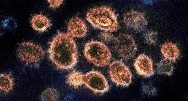 ویروس‌ها مستعد جهش ژنتیکی‌اند، ولی نباید نگران شد