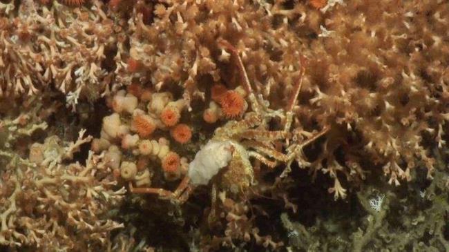 کشف 12 گونه جدید که در عمق اقیانوس اطلس
