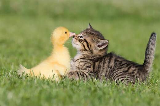ببینید ؛ شوخی خنده‌دار و احساسی یک اردک با گربه