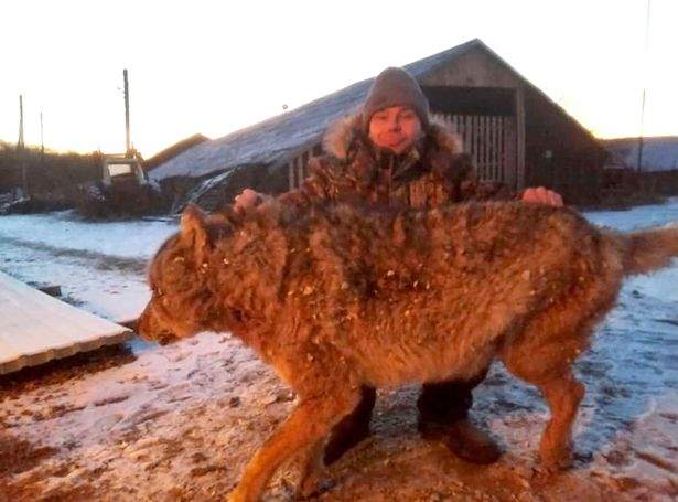 یک کشاورز روسی در مناطق شرقی این کشور گرگ وحشی غول پیکری که سگ هایش را کشته بود را با دست های خالی خفه کرده و از او انتقام گرفت.