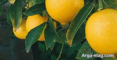 خصوصیات متنوع روغن لیمو