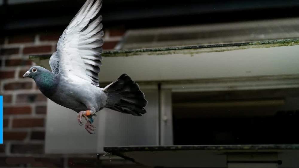داستان کبوتری که از مجازات مرگ به دلیل ورود غیرقانونی به استرالیا جان سالم به در برد