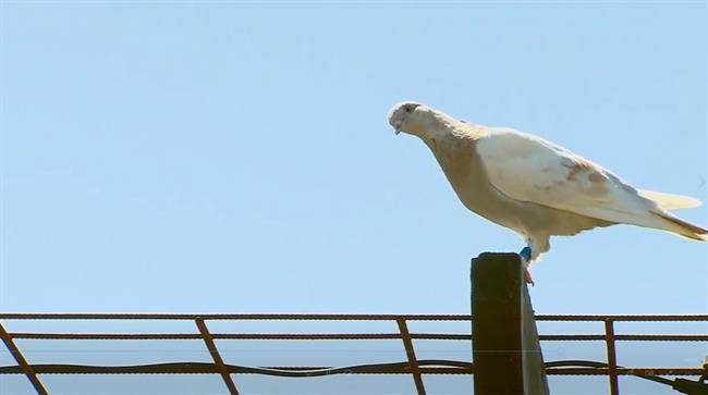 کبوتری به نام جو که در استرالیا پیدا شده و گفته می شد به دلیل ورود غیرقانونی کشته خواهد شد پس از اعلام جعلی بودن پلاکش از مرگ نجات یافت.