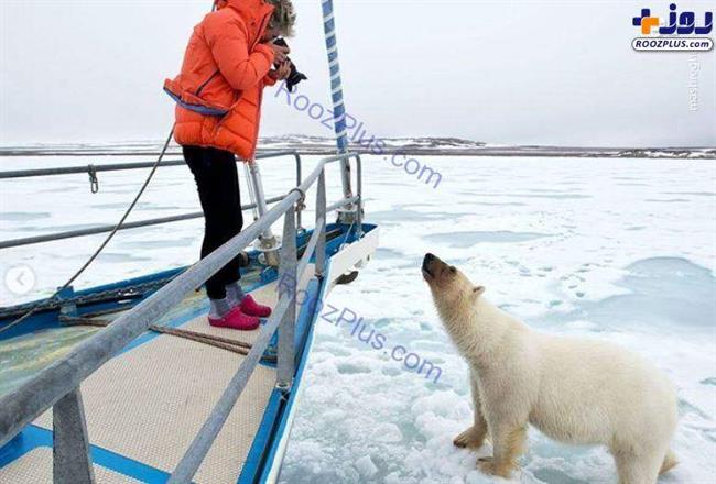 تلاش خرس قطبی برای سوار شدن بر روی قایق+عکس