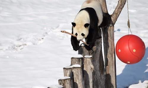 ببینید ؛ بازیگوشی جالب و خنده‌دار پانداها در باغ وحش شمال غرب چین
