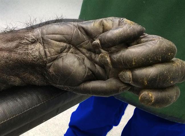دست یک شامپانزه 40 ساله از نمایی نزدیک