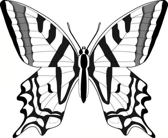 طرح پروانه برای ویترای