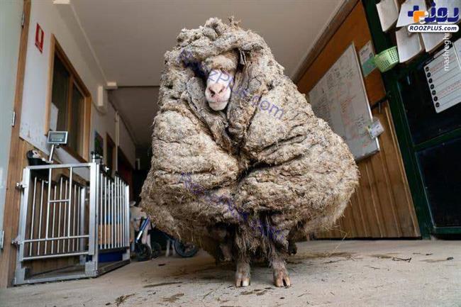 گوسفند عجیبی که 35 کلیو پشم دارد+عکس