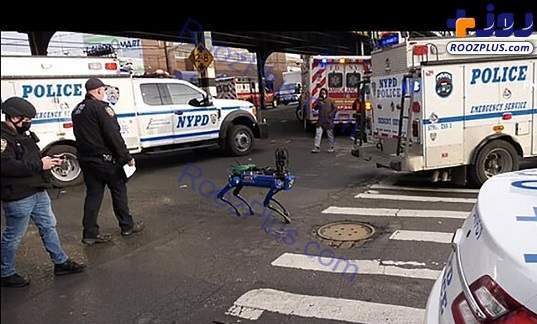 سگ مصنوعی پلیس در خیابان+عکس