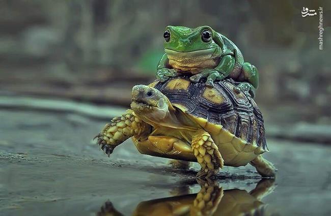 سواری گرفتن قورباغه از لاک‌پشت+عکس