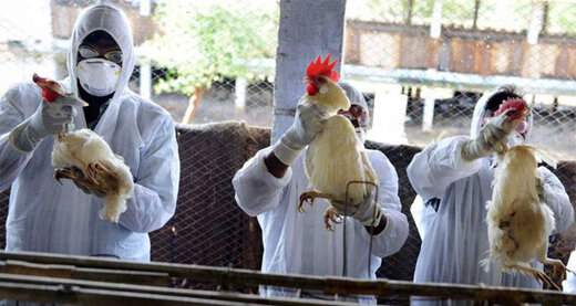 وضعیت آنفلوآنزای فوق حاد پرندگان در کردستان رصد می‌شود