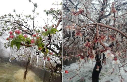 سرمازدگی بی‌سابقه شکوفه‌های درختان در کرمان+عکس