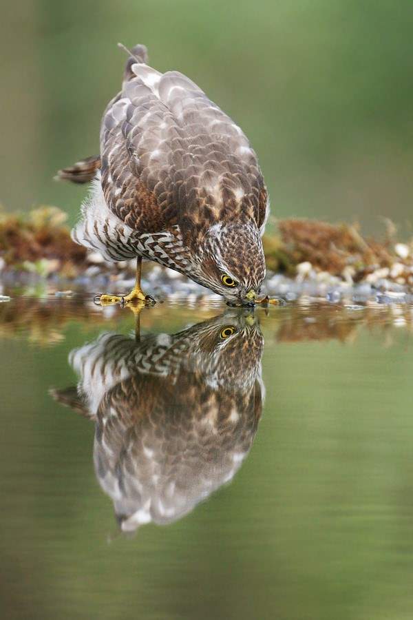 آب خوردن جالب پرندگان + عکس