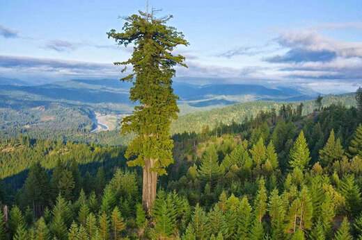 ببینید ؛ بلندترین درخت دنیا در شمال کالیفرنیا