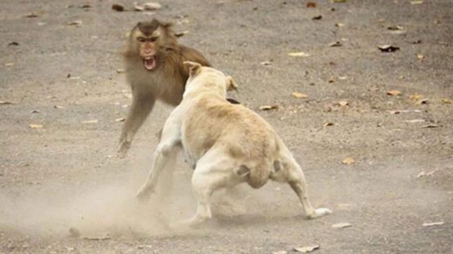 درگیری سگ و میمون