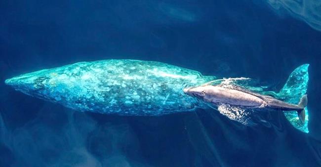 Gray whales are back. Where to go whale watching in California - Los Angeles Times