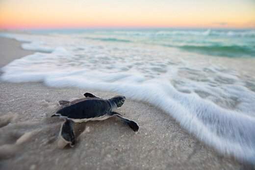 حفاظت محیط زیست: لاکپشت حیوان خانگی و تزیین سفره هفت سین نیست