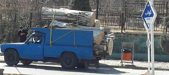رئیس شورای شهر همدان: قطع درخت به صورت غیرمجاز خلاف قانون است