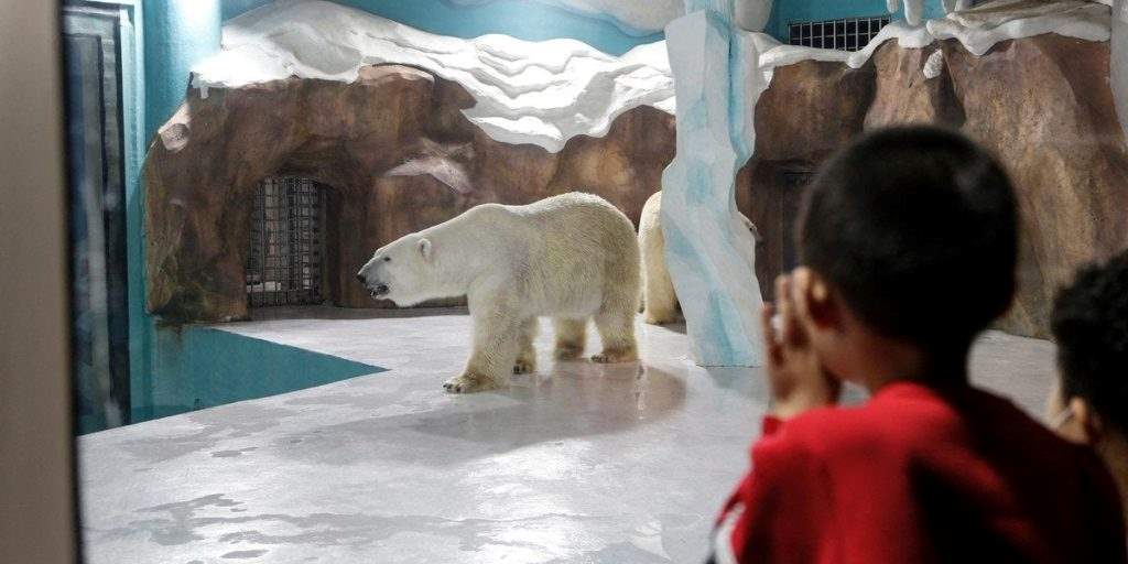 خشم جهانی از افتتاح اولین هتل خرس قطبی دنیا در چین