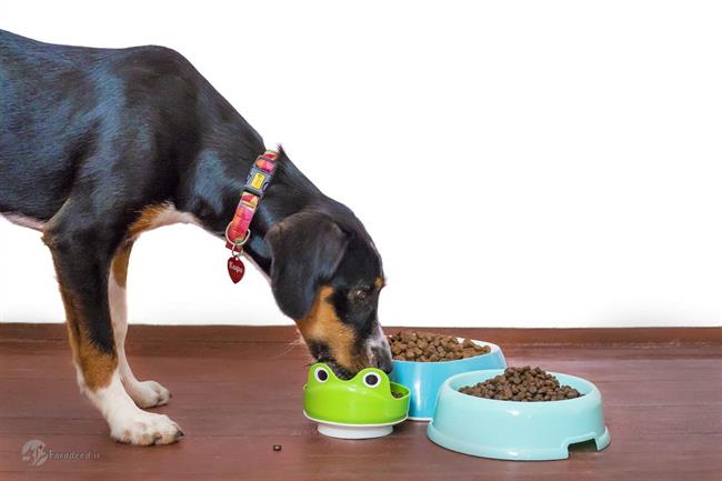کم اشتهایی سگ ها؛ علت غذانخوردن سگ خانگی چیست؟