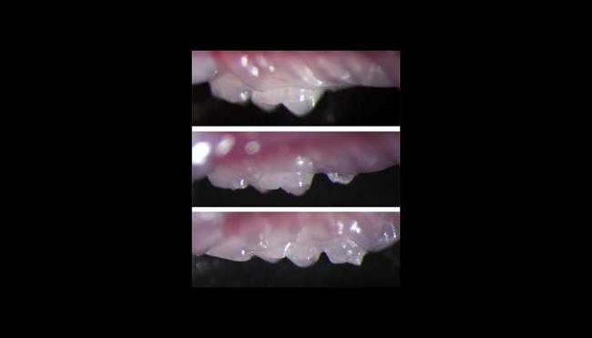محققان ژاپنی و کشفی جالب درباره احتمال رشد دندان های جدید در بزرگسالی(+عکس)