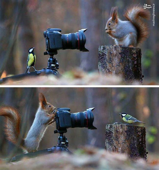 عکاسی سنجاب و یک پرنده