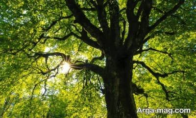 متن دلنشین در مورد درخت 