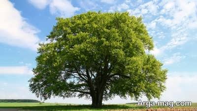 متن زیبا و دلنشین درباره درخت 
