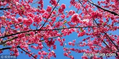 متن زیبا درباره دختر دایی با محتوای متفاوت و جالب