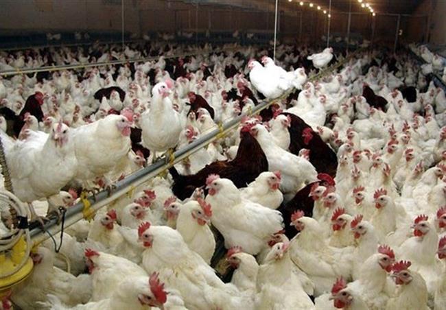 سوء مدیریت در وزارت جهاد کشاورزی دلیل اصلی کمبود و گرانی مرغ است/ میزان تولید مرغ از آنچه که وزارت جهاد اعلام می‌کند بسیار کمتر است