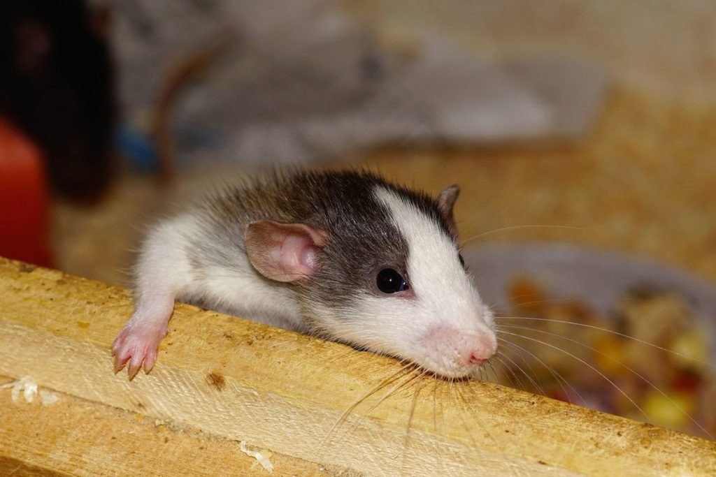 وادار کردن موش های نر به بارداری از طریق دوختن بدن موش های نر و ماده به یکدیگر