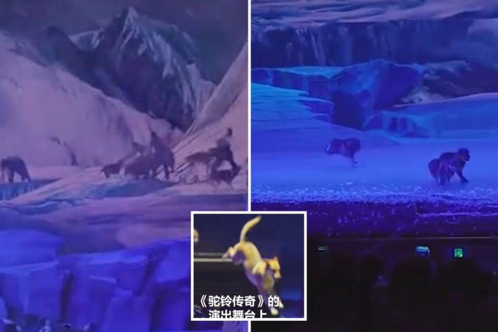حمله ترسناک گله گرگ ها به بازیگران یک نمایش زنده در چین + ویدیو