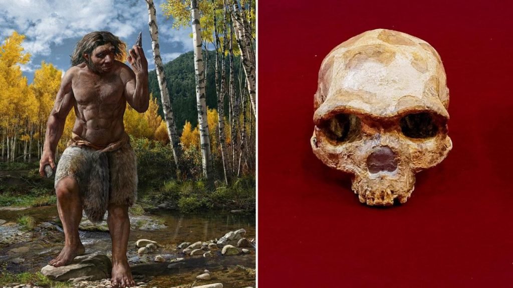 مرد اژدهایی؛ کشف جمجمه یک انسان اولیه در چین که متعلق به 146,000 سال پیش است