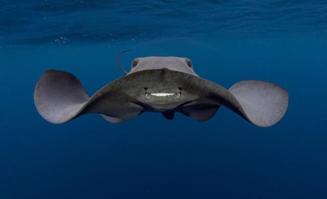 Pelagic Stingray : مقام سوم ، جمع و جور.