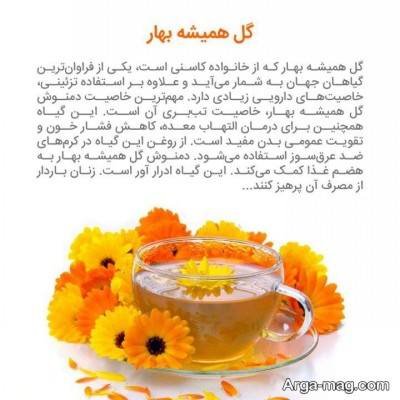 خواص و مضرات گل همیشه بهار