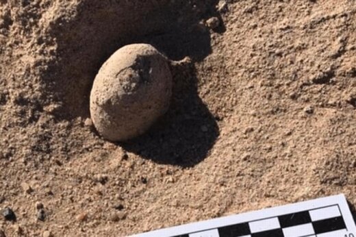 ببینید ؛ کشف تخم‌مرغ‌های فسیل شده 85 میلیون ساله در آرژانتین