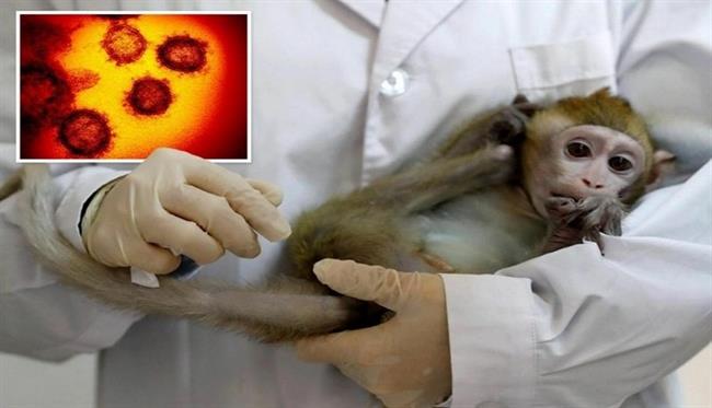 آبله میمون بیماری واگیردار دیگر با مبدأ چین
