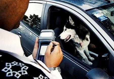 موضع جدید پلیس درباره سگ‌گردانی در خودرو