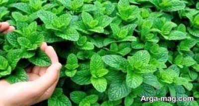 فوایدی از دمنوش نعناع
