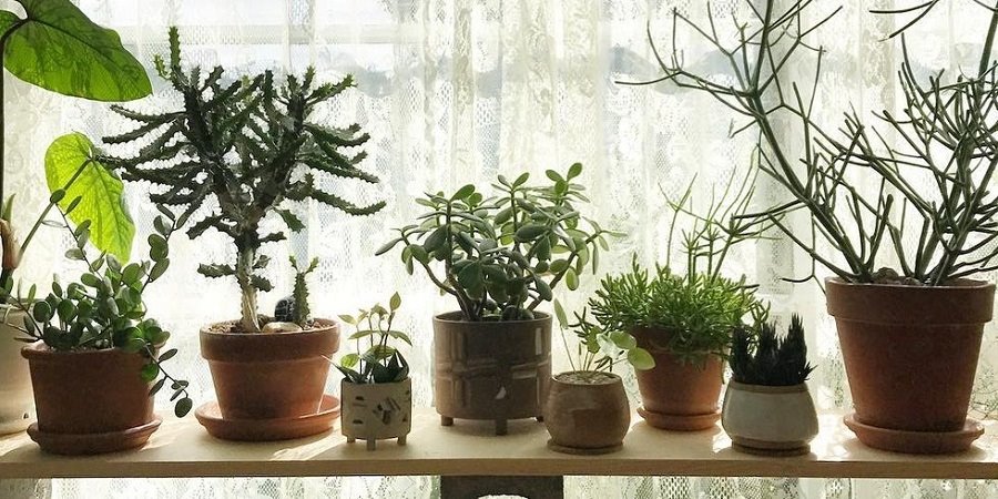 10 گیاه آپارتمانی برای داشتن خوابی بهتر