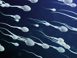 کاهش تعداد اسپرم تهدید حیاتی برای بشر است؟
