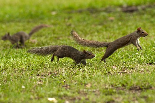 ببینید ؛ تعقیب و گریز دیدنی و خنده‌دار دو سنجاب بازیگوش روی تنه درخت