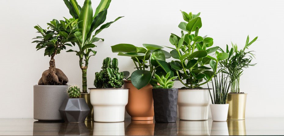 چگونه گیاهان را در آپارتمان‌ها پرورش دهیم؟