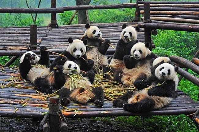 Chengdu Research Base of Giant Panda Breeding